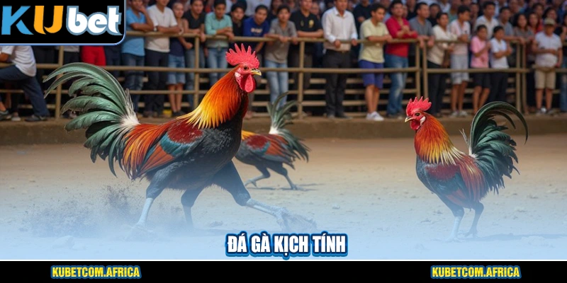 Đá Gà trực tuyến